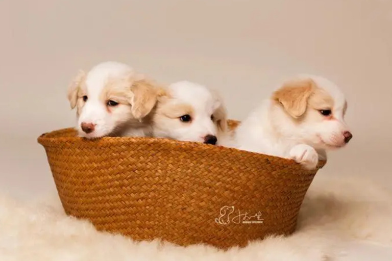 How to Understand Your Dog's Emotional Well-Being During Thanksgiving emotional1 Dog crates
