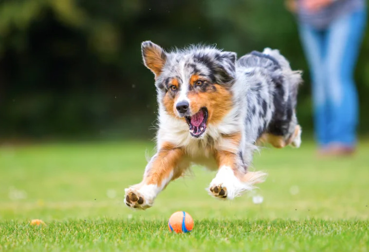 How much exercise does a dog need every day？ dog wellness