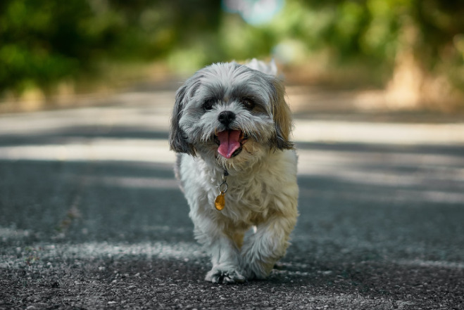 How much exercise does a dog need every day？ Classroom, dog class, dog wellness