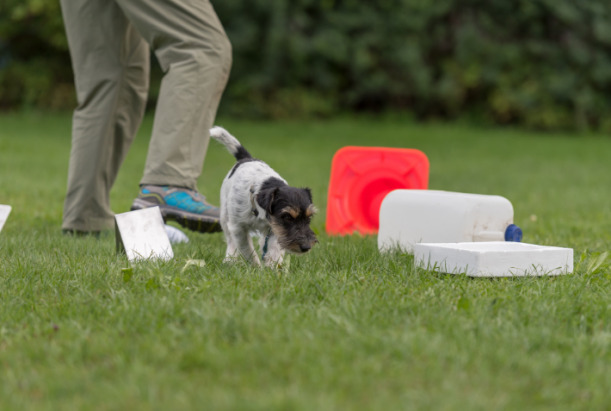 How much exercise does a dog need every day？ Classroom, dog class, dog wellness