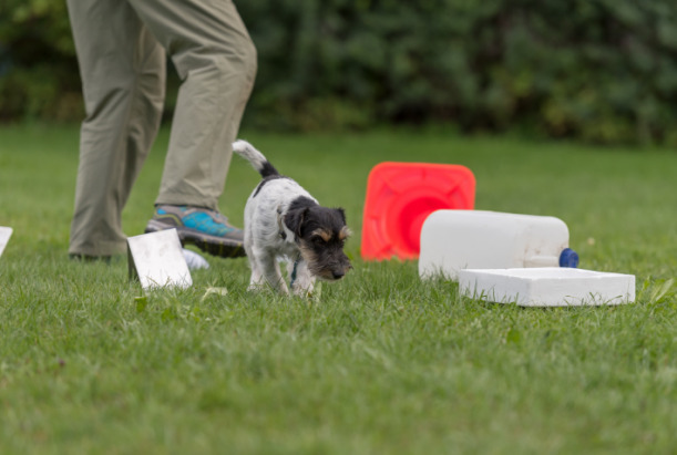 How much exercise does a dog need every day？ dog wellness