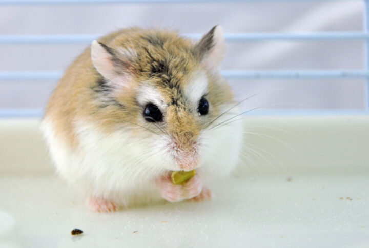 Gratitude Lessons from Our Furry Friends: How Hamsters Teach Us Appreciation