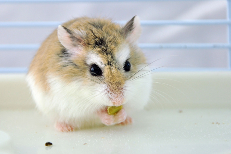 Gratitude Lessons from Our Furry Friends: How Hamsters Teach Us Appreciation lesson1 Hamster Blogs