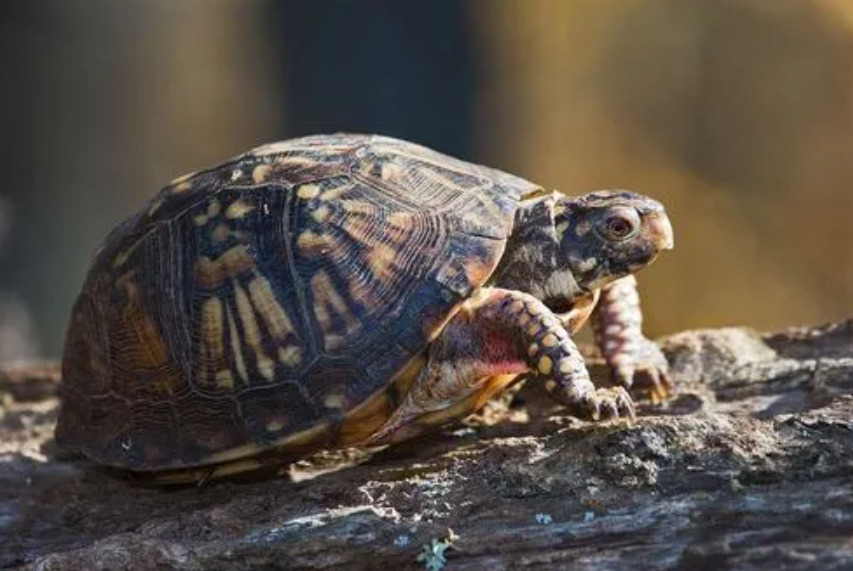 A turtle is on the turtle habitat.

