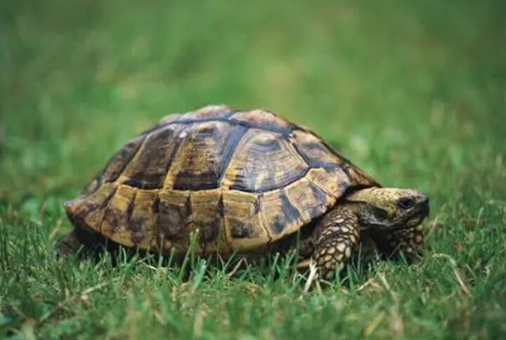The Turtle’s Slow Living Philosophy: Reflecting on a Busy Life During Thanksgiving