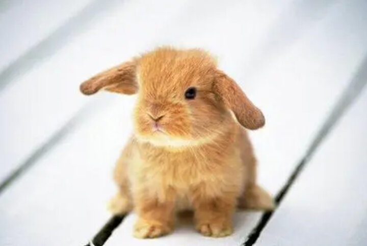 Why Did My Rabbit Lunge at Me?