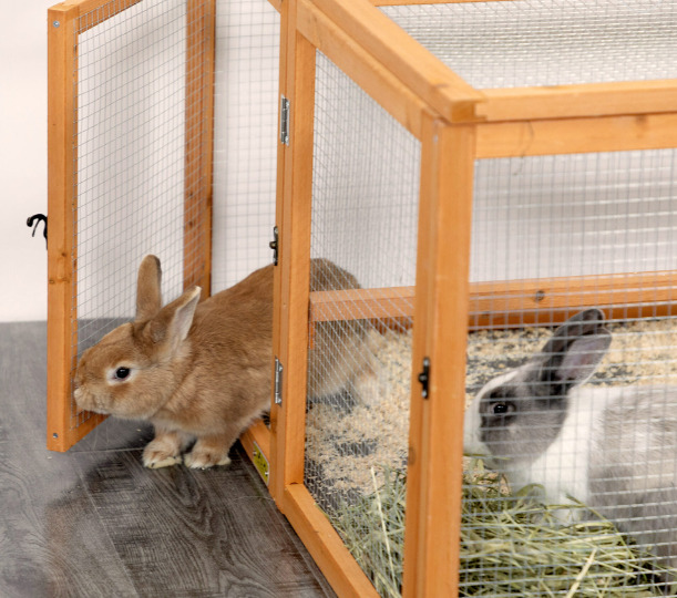 Rabbits are in the rabbit hutch.