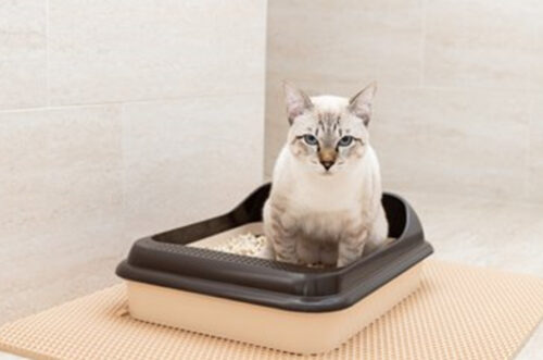 Cat roll封面