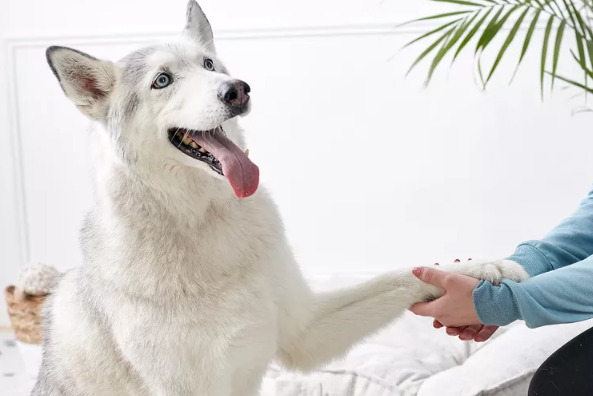 Teach Your Dog to Shake Paws shake1 Classroom, dog class, dog training