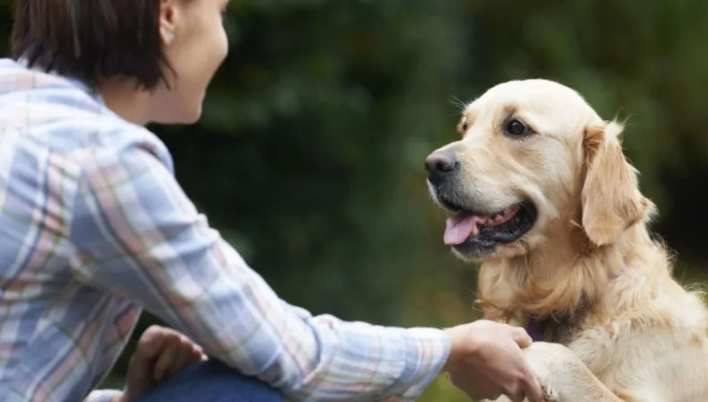 Teach Your Dog to Shake Paws shake3 dog training