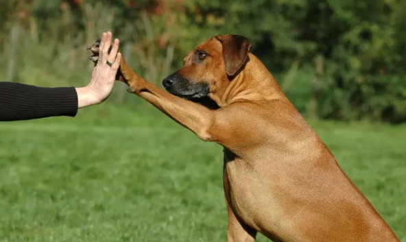 Teach Your Dog to Shake Paws shake4 dog training