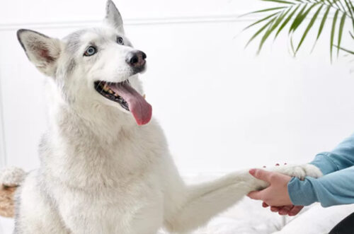 Dog shake封面