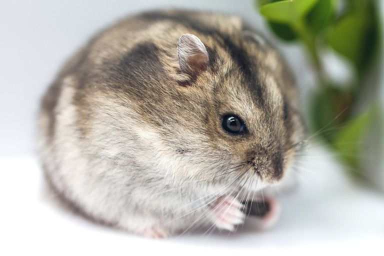 Unlocking the Benefits of Hamster Ownership for Your Emotional and Psychological Well-being wellbeing1 hamster cages