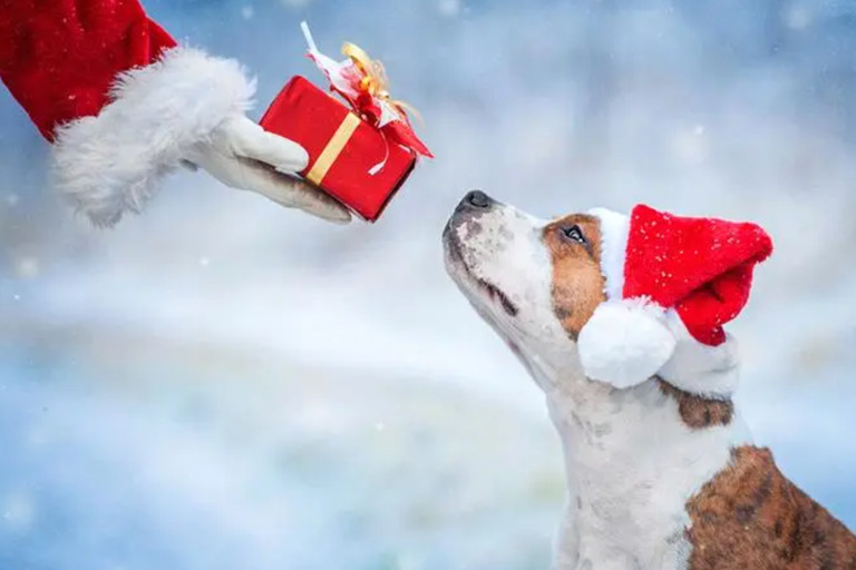 How to Create a Dog-Friendly Christmas Space at Home Dog Friendly1 Dog blogs