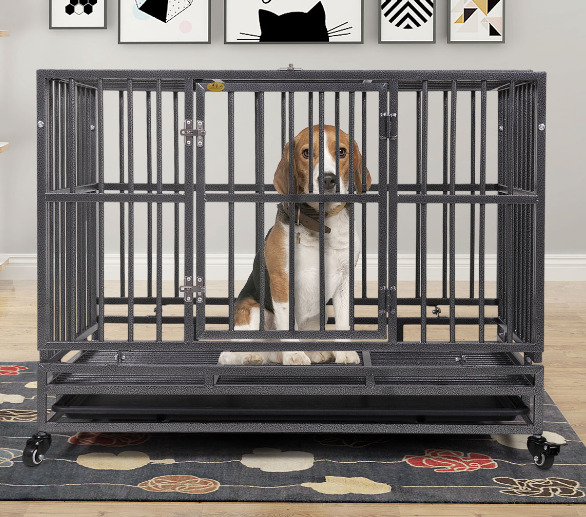 A dog is in the dog crate.