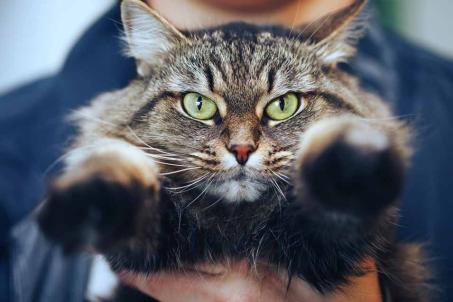 How to Calm a Cat: Tips and Advice calm1 cat care