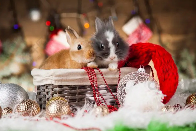 A Hoppy Christmas: Choosing the Perfect Gifts for Your Bunny hoppy1 rabbit hutch