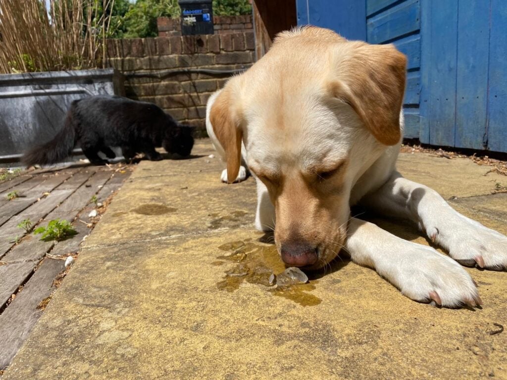 Can Dogs Eat Ice? Are Ice Cubes And Ice Water Dangerous? ice1 dog wellness