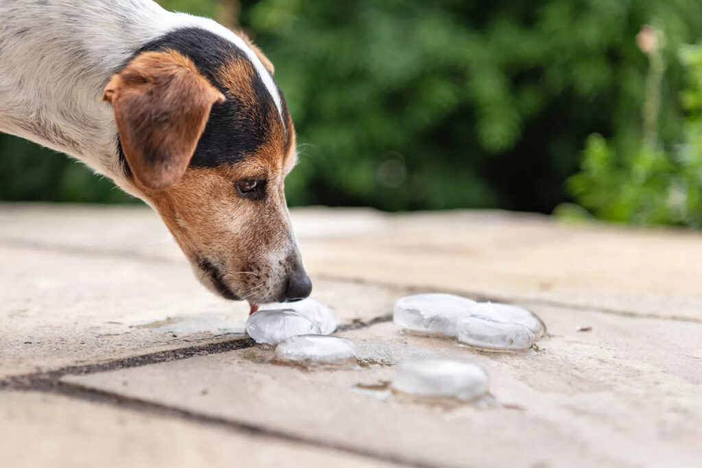 Can Dogs Eat Ice? Are Ice Cubes And Ice Water Dangerous? ice2 Classroom, dog class, dog wellness