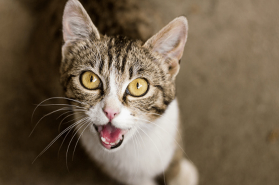 How To Stop Your Cat From Meowing at Night meowing封面 Classroom