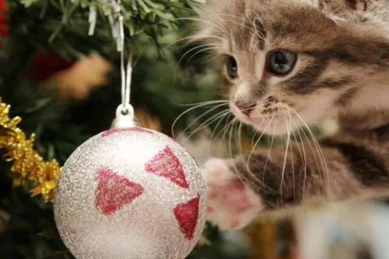What Does the Cat Want for Christmas? want1 Cat Blogs