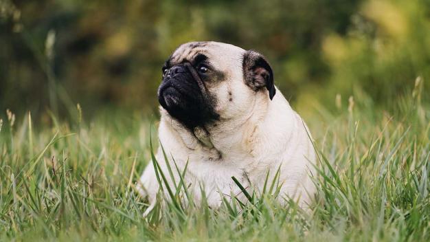 How to Help Your Dog Lose Weight weight1 dog wellness