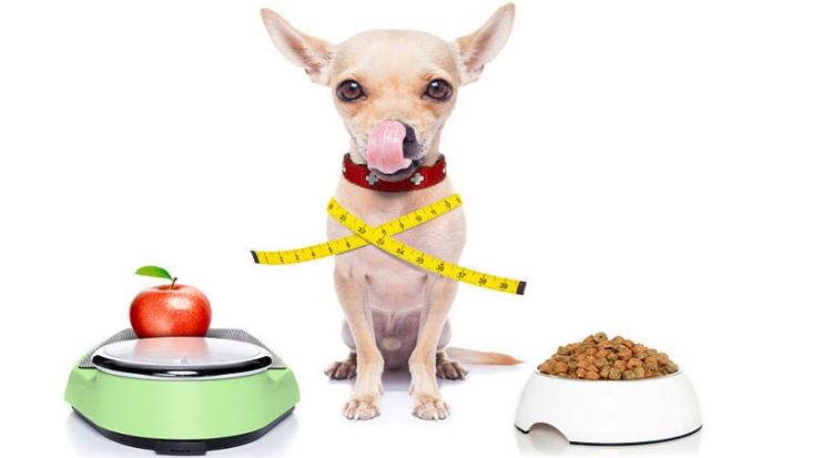 How to Help Your Dog Lose Weight weight2 dog wellness