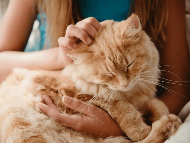 Do Cats Like to Be Alone Alone1 Classroom, cat care, cat class