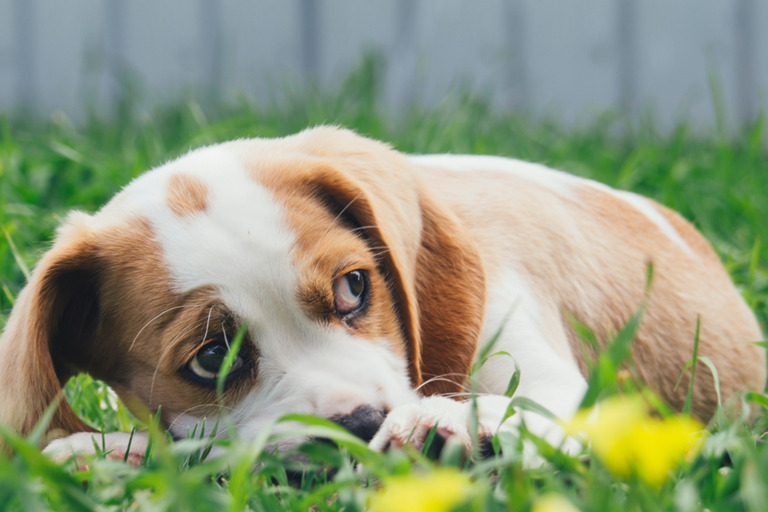 Why Did My Dog Howl Before He Died? Howl1 Dog crates