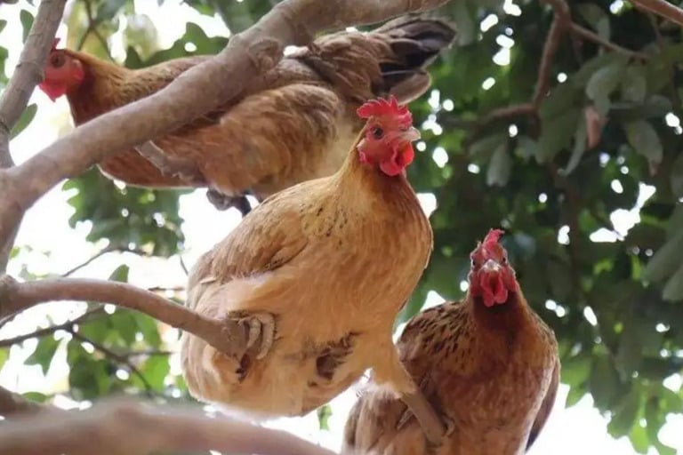 The Benefits of Raising Chickens In Chicken Coop Raising1