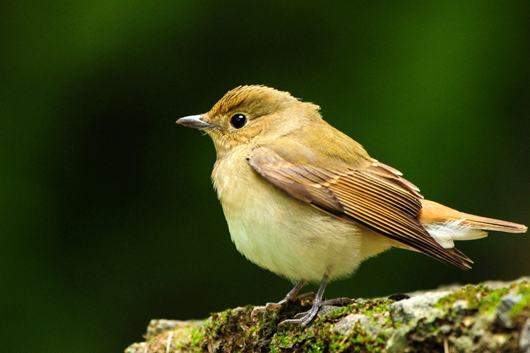 How Do You Train a Bird to Be a Pet? bird1 bird perch