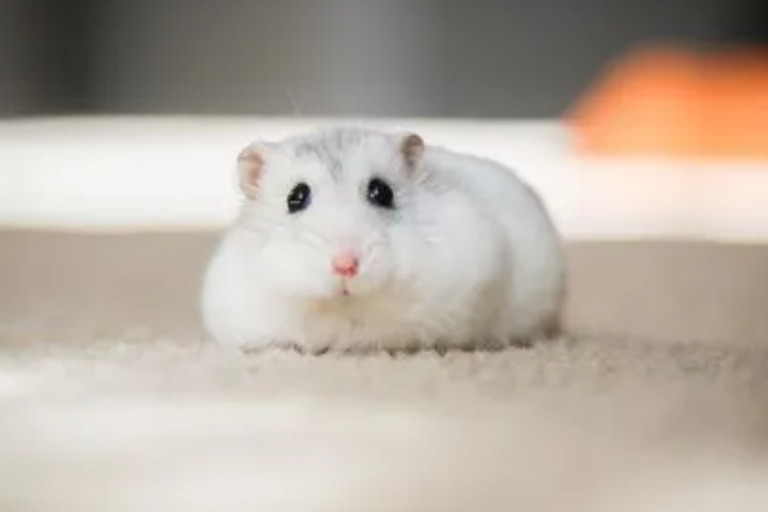 Unraveling the Friendliness of Hamsters friendliness1 Hamster Blogs