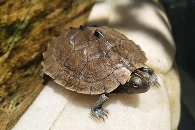What Do Turtles Need in Their Turtle Habitat? need1 Turtle Habitat