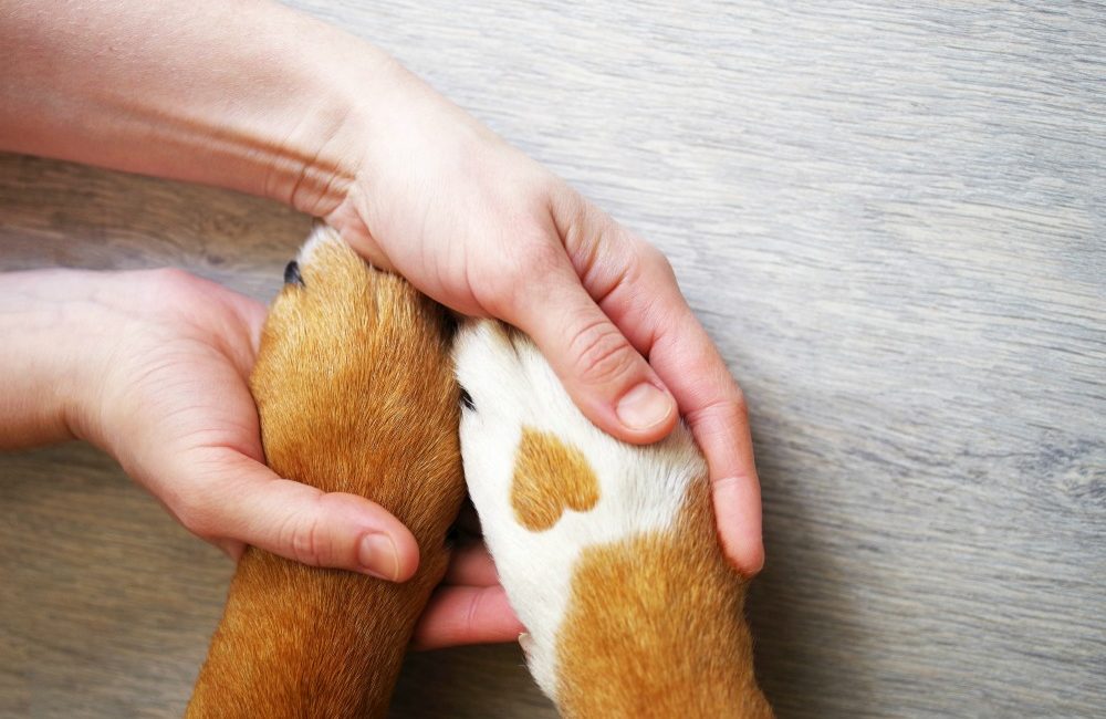 How to Protect Dog Paws in Winter paw1 dog wellness