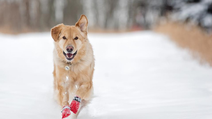 How to Protect Dog Paws in Winter paw2 Classroom, dog class, dog wellness