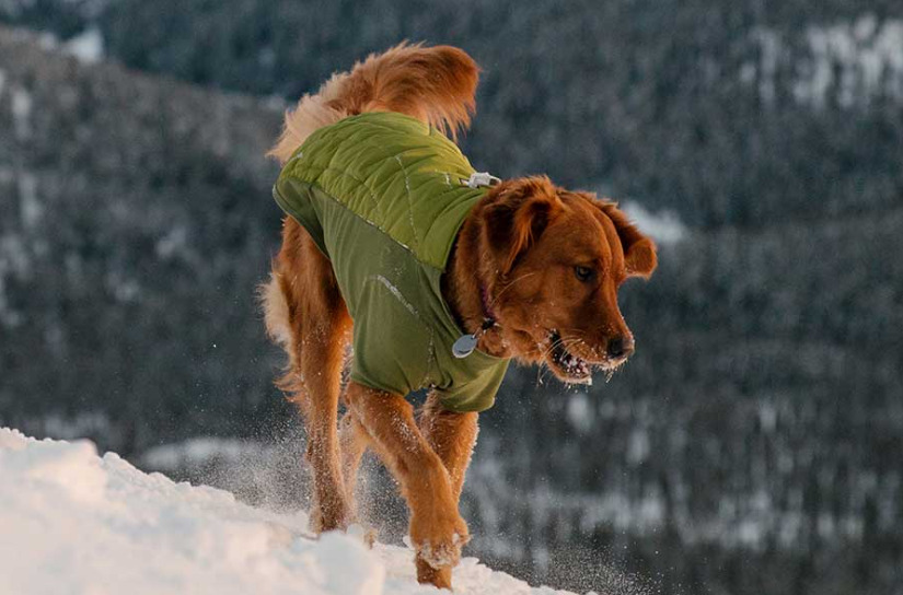 How to Protect Dog Paws in Winter paw3 Classroom, dog class, dog wellness