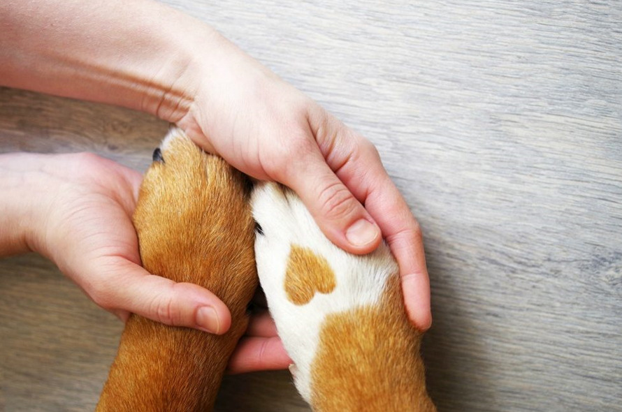 How to Protect Dog Paws in Winter paw封面 dog wellness