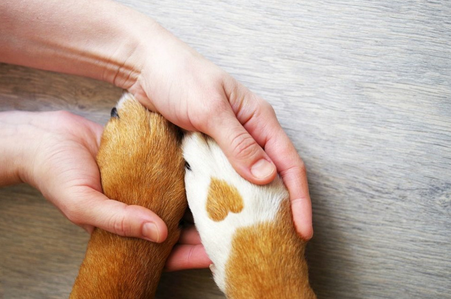 How to Protect Dog Paws in Winter paw封面 Classroom