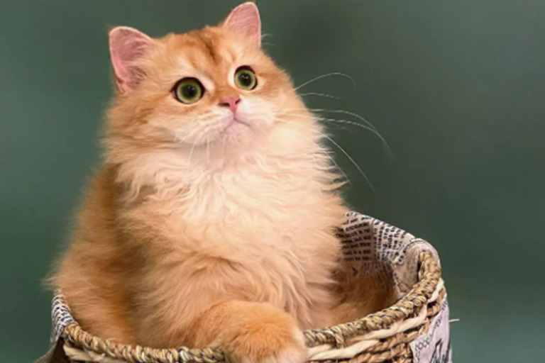 Do Male Cats Raise Kittens? raise1 Cat Blogs
