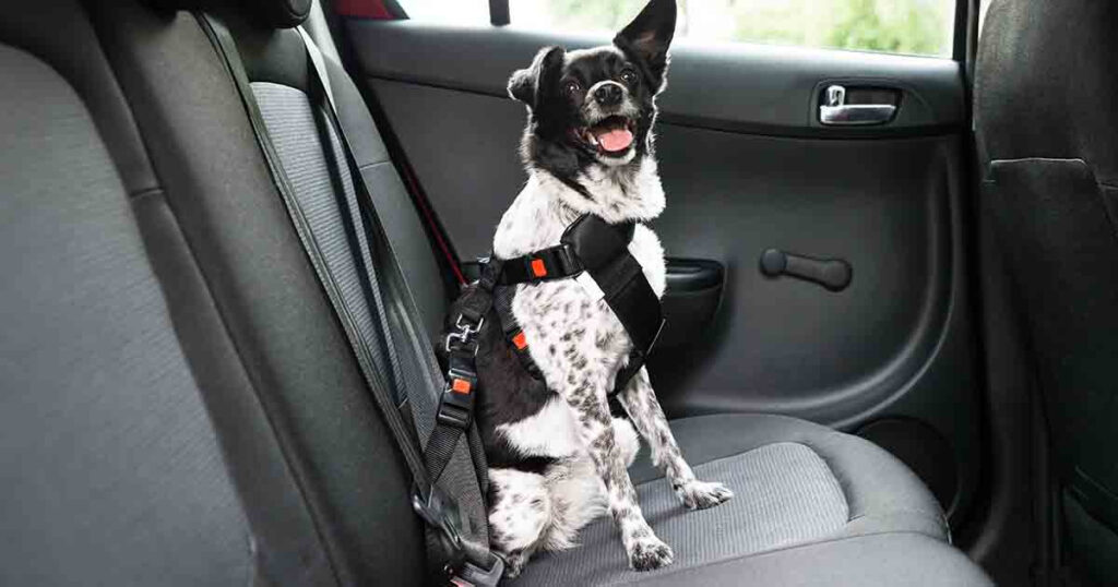 The Safest Way to Travel with Dogs travel1 dog care