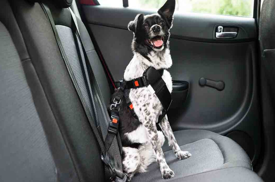 The Safest Way to Travel with Dogs travel封面 Classroom