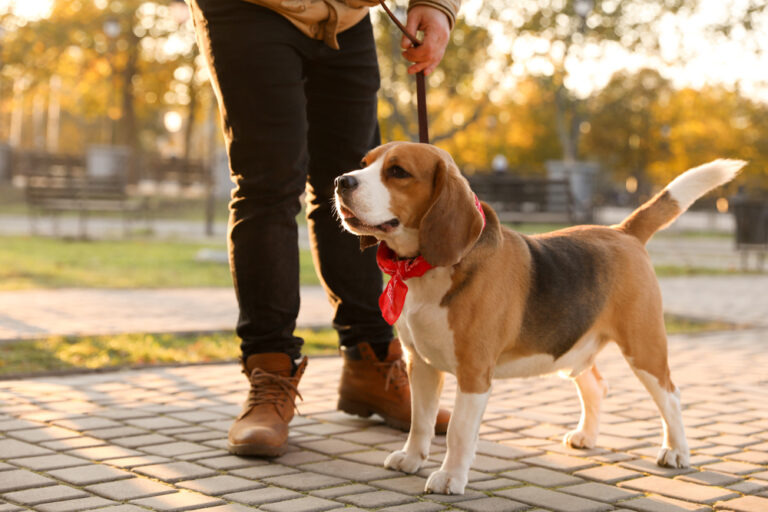 Different Dog Walks to Keep Exercise Interesting 1 1 1 1 Classroom