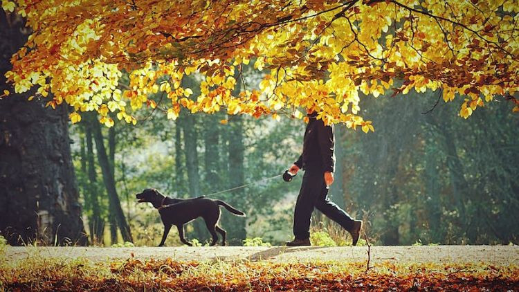 Proper States of Mind for Dog Owners 1 1 dog training