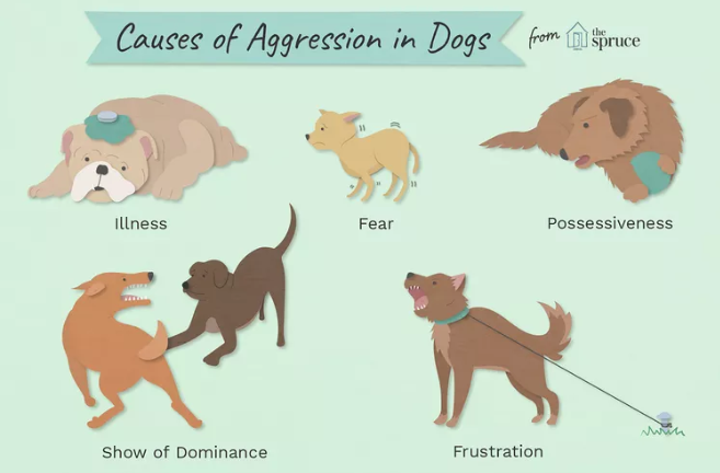 5 Reasons Your Dog Is Irritable 1 1 Classroom, dog class, dog wellness