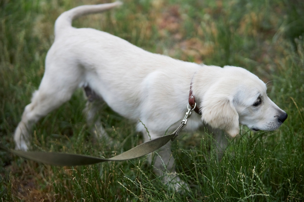 Different Dog Walks to Keep Exercise Interesting 2 3 Classroom