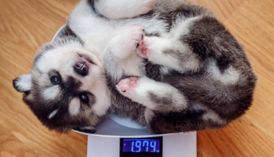 How to Weigh Your Pet at Home 2 dog care