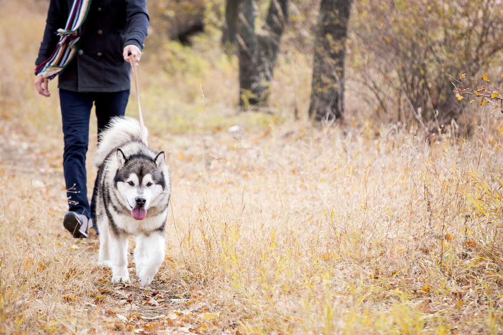 Different Dog Walks to Keep Exercise Interesting 3 dog class