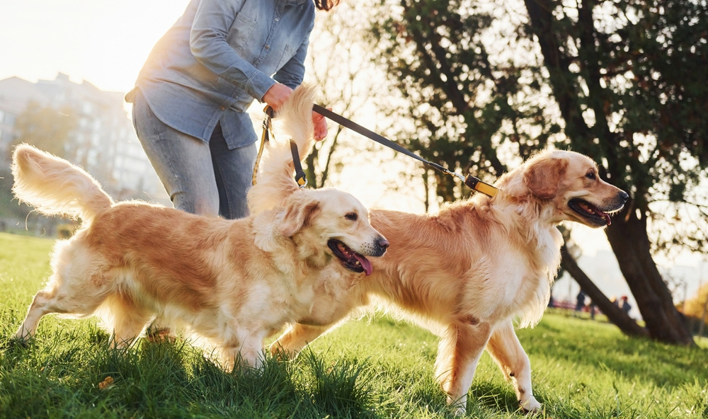 Different Dog Walks to Keep Exercise Interesting 4 Classroom