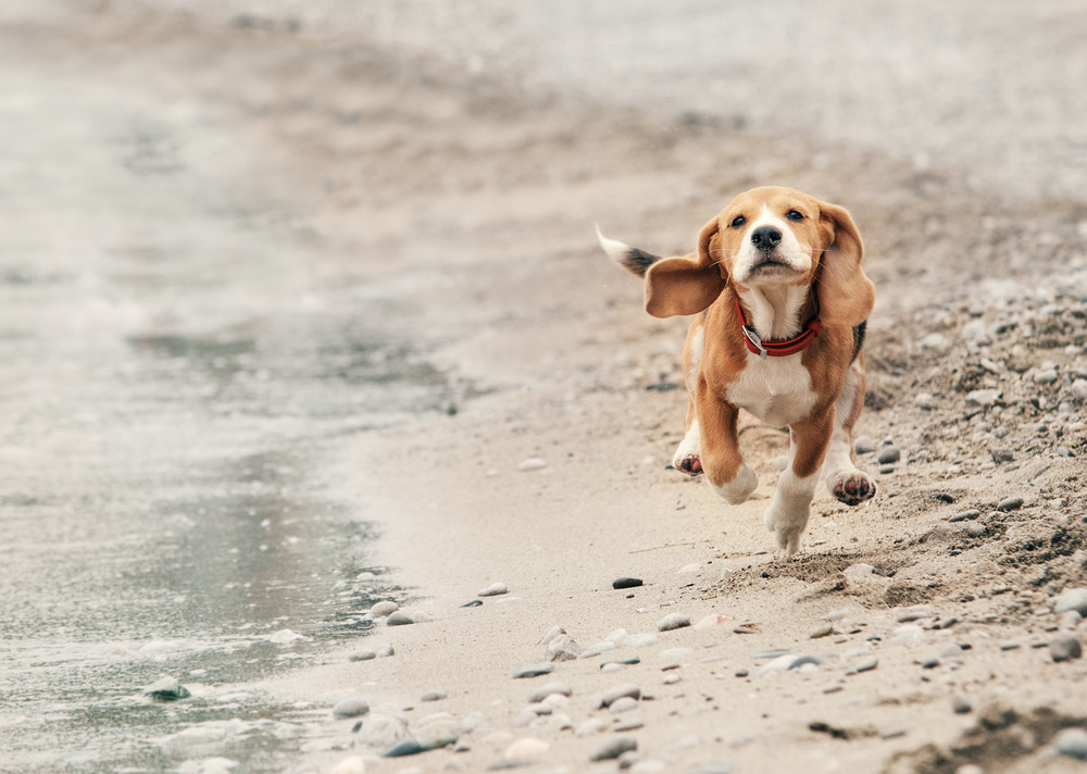 Different Dog Walks to Keep Exercise Interesting 5 Classroom