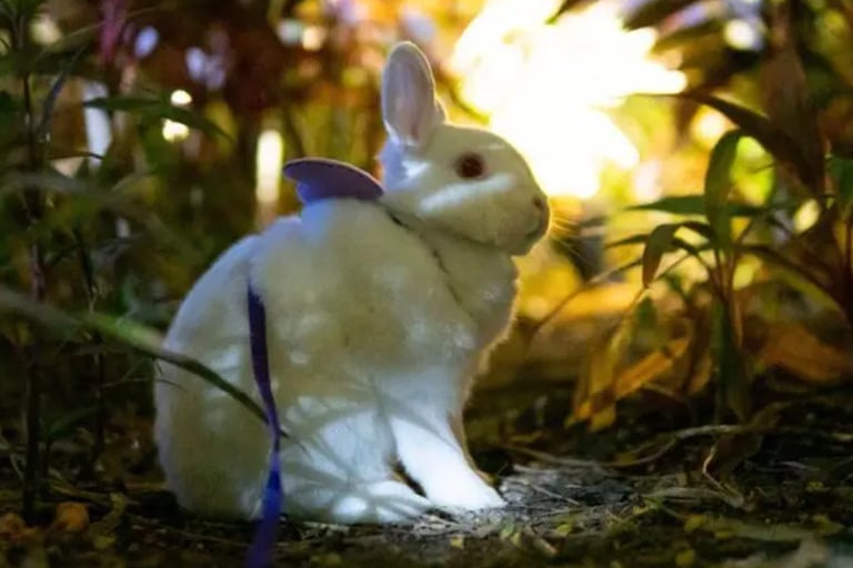 Understanding Your Rabbit's Affectionate Behaviors Affectionate1